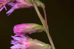 Fewflower blazing star